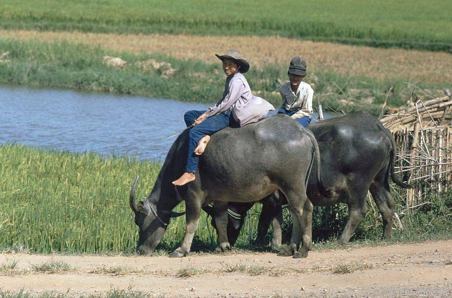 trâu chăn