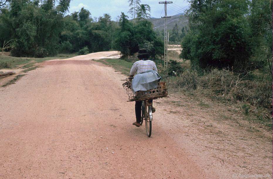 Chó trong giỏ trên xe đạp