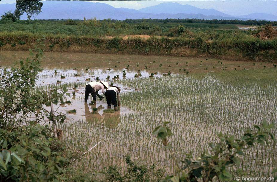 Hai cây lúa gạo