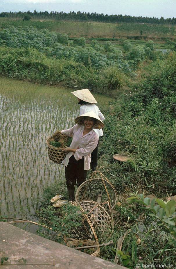 Hai cây lúa gạo